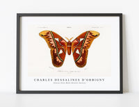 
              Charles Dessalines D'Orbigny - Attacus Atlas Moth (Attacus Aurora)
            