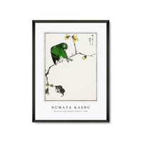 Numata Kashu - Fairy Pitta and Japanese Allspice illustration from Pictorial Monograph of Birds (1885)