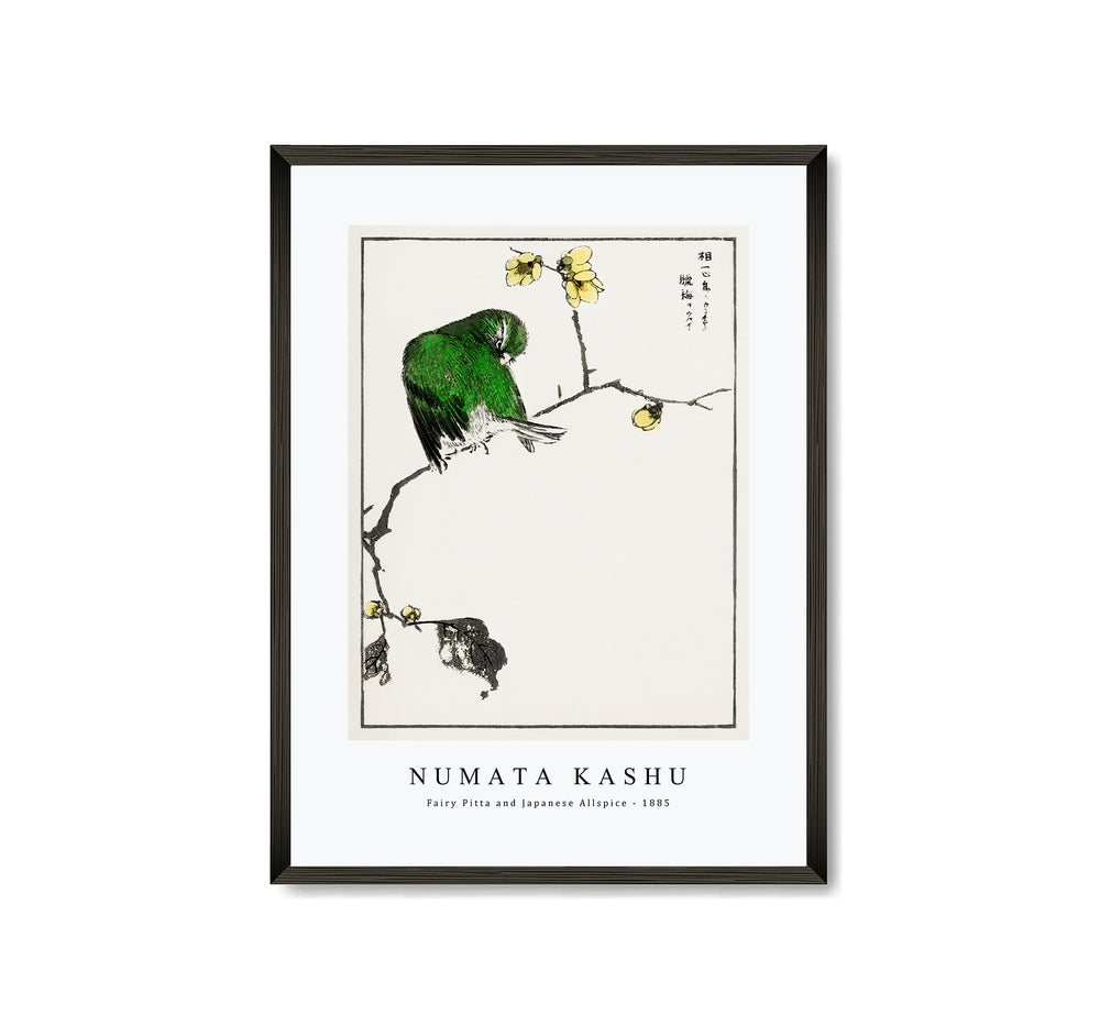 Numata Kashu - Fairy Pitta and Japanese Allspice illustration from Pictorial Monograph of Birds (1885)