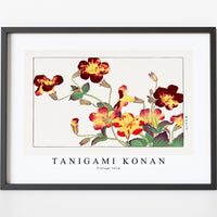 Tanigami Konan - Vintage tulip