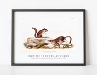 
              John Woodhouse Audubon - Townsend's Ground Squirrel (Tamias Townsendii) from the viviparous quadrupeds of North America (1845)
            
