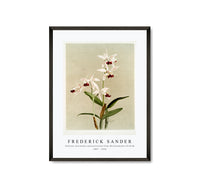 
              Frederick Sander - Cattleya intermedia punctatissima from Reichenbachia Orchids-1847-1920
            
