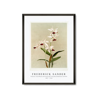 Frederick Sander - Cattleya intermedia punctatissima from Reichenbachia Orchids-1847-1920