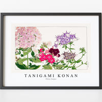 Tanigami Konan - Phlox flower