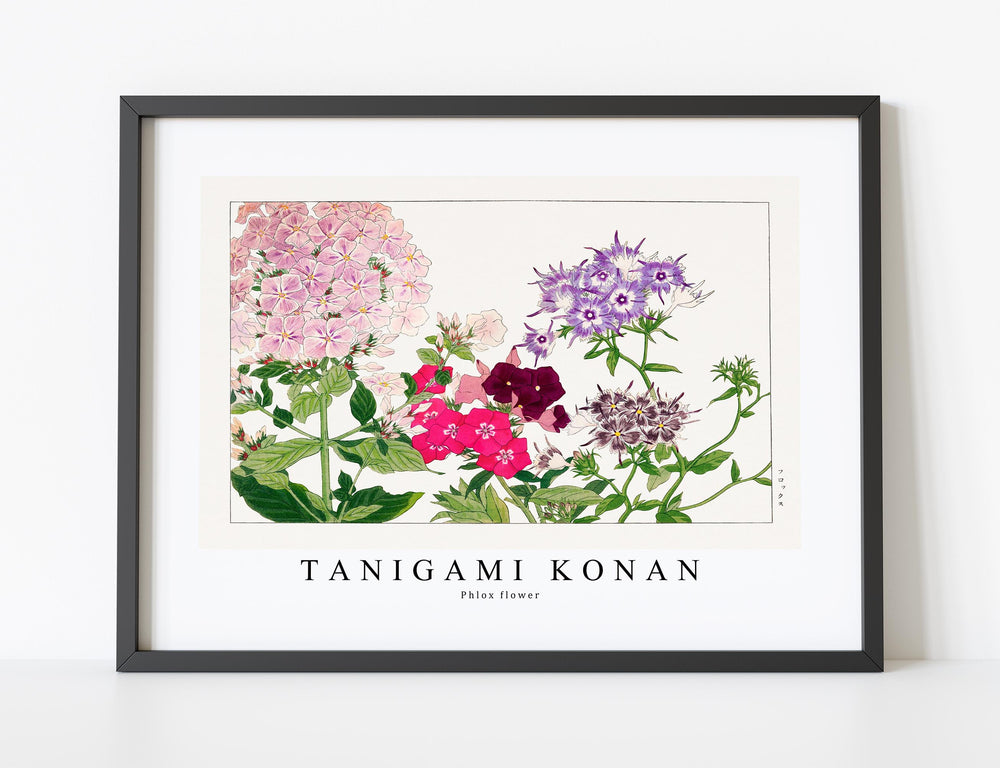 Tanigami Konan - Phlox flower