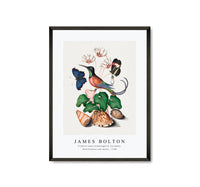
              James botlon - Crimson topaz hummingbird, Cyclamen, Red Postman and shells 1768
            