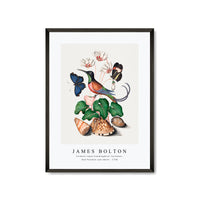 James botlon - Crimson topaz hummingbird, Cyclamen, Red Postman and shells 1768
