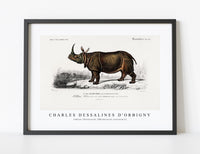 
              Charles Dessalines D'Orbigny - Indian rhinoceros (Rhinoceros unicornis)
            