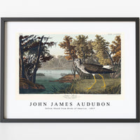 John James Audubon - Yellow Shank from Birds of America (1827)