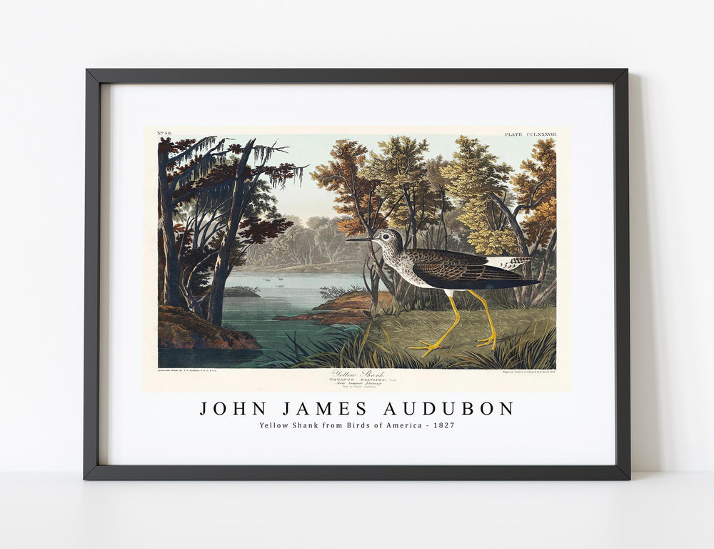 John James Audubon - Yellow Shank from Birds of America (1827)