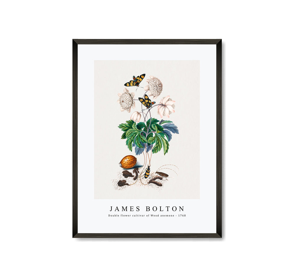 James Bolton - Double flower cultivar of Wood anemone, Painted handmaiden moth, Blister beetle, Spanish fly and Sawyer beetle 1768