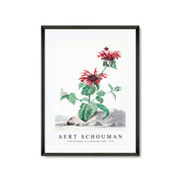 aert schouman - A Red Bergamot in a Landscape-1705-1775