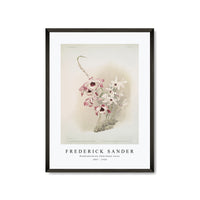 Frederick Sander - Dendrobium (hybridum) venus-1847-1920