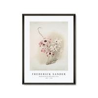 Frederick Sander - Dendrobium (hybridum) venus-1847-1920