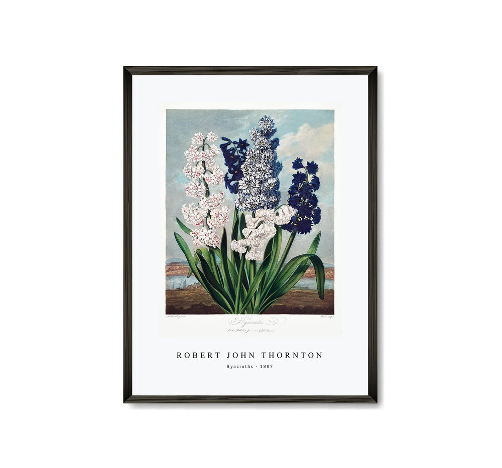 Robert John Thornton - Hyacinths from The Temple of Flora (1807)
