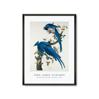 John James Audubon - Columbia Jay from Birds of America (1827)