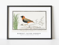 
              Robert Jacob Gordon - Euplectes orix southern red bishop (1777–1786)
            