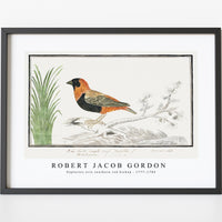 Robert Jacob Gordon - Euplectes orix southern red bishop (1777–1786)