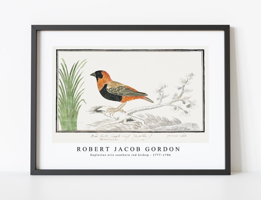 Robert Jacob Gordon - Euplectes orix southern red bishop (1777–1786)