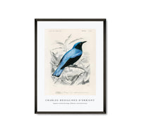 
              Charles Dessalines D'Orbigny - Square-tailed drongo (Edoius caerulescens)
            