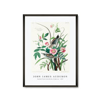 John James Audubon - Seaside Finch from Birds of America (1827)