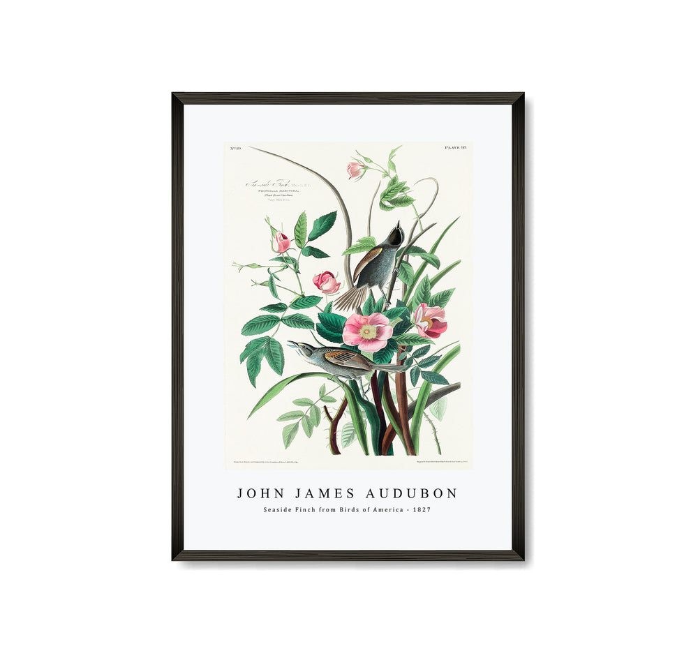 John James Audubon - Seaside Finch from Birds of America (1827)