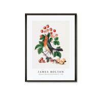 
              James Bolton - European robin and wild strawberry 1768
            