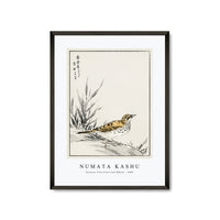 Numata Kashu - Chinese Tree-Pipit and Wheat illustration from Pictorial Monograph of Birds (1885)