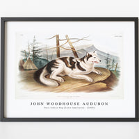 John Woodhouse Audubon - Hare-Indian Dog (Canis familiaris) from the viviparous quadrupeds of North America (1845)