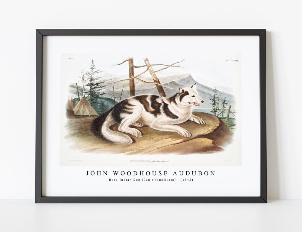 John Woodhouse Audubon - Hare-Indian Dog (Canis familiaris) from the viviparous quadrupeds of North America (1845)