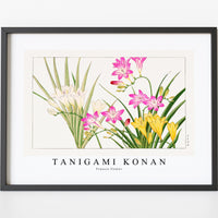 Tanigami Konan - Freesia flower