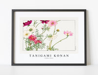 
              Tanigami Konan - Cosmos flower
            