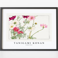 Tanigami Konan - Cosmos flower