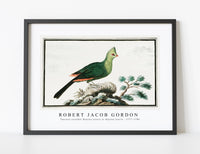 
              Robert Jacob Gordon - Tauraco corythai Knysna turaco or Knysna lourie (1777–1786)
            