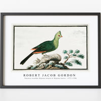 Robert Jacob Gordon - Tauraco corythai Knysna turaco or Knysna lourie (1777–1786)