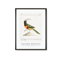 
              Saverio Manetti - Tucana Aracari Brasilensibus (Toucan) 1723-1785
            