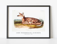 
              John Woodhouse Audubon - American Deer (Cervus Virginianus) from the viviparous quadrupeds of North America (1845)
            