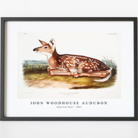 John Woodhouse Audubon - American Deer (Cervus Virginianus) from the viviparous quadrupeds of North America (1845)