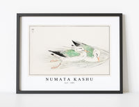 
              Numata Kashu - Gull illustration from Pictorial Monograph of Birds (1885)
            