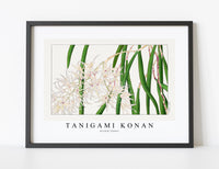 
              Tanigami Konan - Orchid flower
            