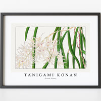 Tanigami Konan - Orchid flower