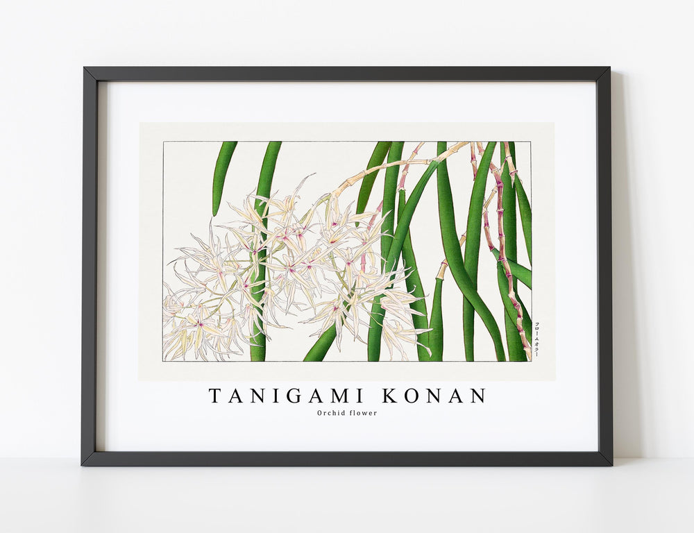 Tanigami Konan - Orchid flower