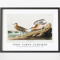 John James Audubon - Buff breasted Sandpiper from Birds of America (1827)
