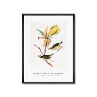 John James Audubon - Kentucky Fly-catching Warbler (1830s)