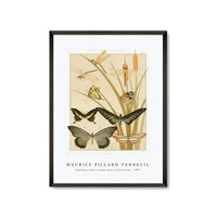 Maurice Pillard Verneuil - Papillons from L'animal dans la décoration (1897)