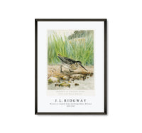 
              J L Ridgway - Wilson's or English Snipe (Gallinago Media, Wilsoni) 1859-1947
            
