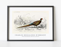 
              Charles Dessalines D'Orbigny - Ring-neckrd pheasant (Phasianus colchicus)
            