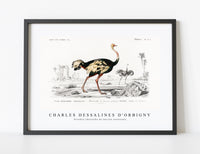 
              Charles Dessalines D'Orbigny - Struthio (Autruche de lancien continent)
            