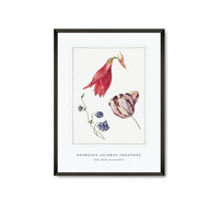 
              Georgius Jacobus Johannes - Tulp, akelei en amaryllis
            