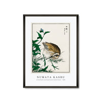 Numata Kashu - Greenshank and Bupleurum Sachalinense illustration from Pictorial Monograph of Birds (1885)